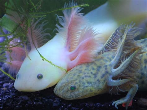 Can you keep axolotls with fish? Pin by Tristan Glaeser on ANIMALS | Weird animals, Animals ...