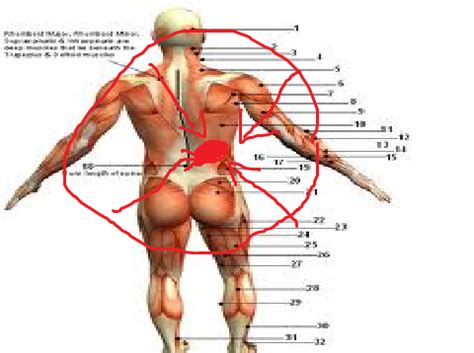 Intermediate back muscles and c. Pain on lower right side of back (reps) - Bodybuilding.com ...