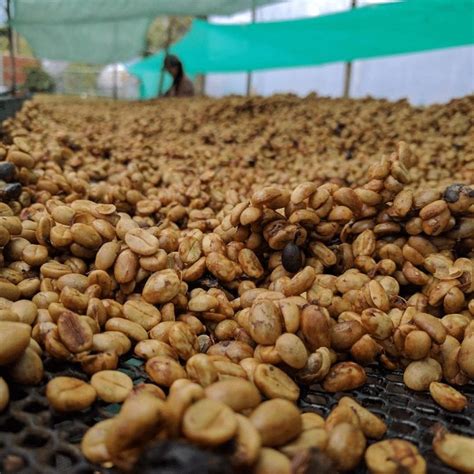 But in fact, it is just as important as roasting and brewing. How to Roast Natural & Honey Processed Coffee - Perfect ...