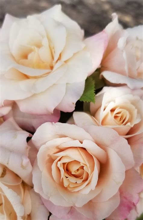 Just as romance sometimes needs a little helping along, so do your roses. Belinda's Blush — Antique Rose Emporium