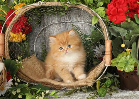 However, doll face persians aren't new. Little Nemo - Red & White Bicolor Persian Kitten For ...