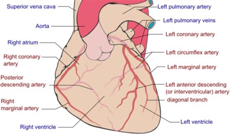 Left coronary artery left circumflex. Coronary Arteries / Coronary Artery Disease Orchestra ...