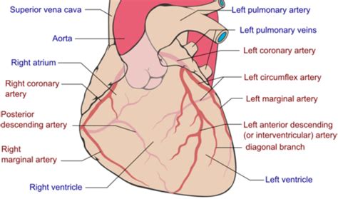 One of the most interesting number patterns is pascal's triangle (named after blaise pascal , a famous french mathematician and philosopher). Coronary Arteries / Coronary Artery Disease Orchestra ...