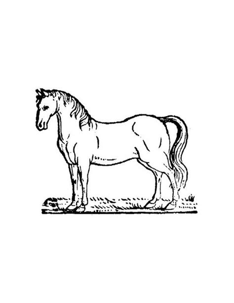 Horses are by the far one perhaps you in search for horse coloring pages that can satisfy your need for entertainment that incorporates horses. Horse, : Horses Coloring Page | Horse coloring, Horse ...
