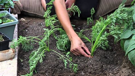 Thyme is known for its numerous medicinal properties. How to Tell When Carrots Are Finished Growing : The Chef's ...