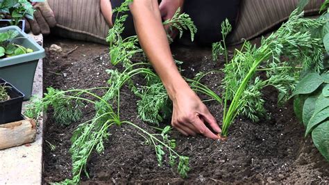 Depending on the cultivar, you can plan for between 70 and 120. How to Tell When Carrots Are Finished Growing : The Chef's ...