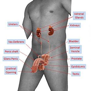 Documents similar to body parts sanjeevini cards in english pdf. Human reproductive system - Simple English Wikipedia, the ...