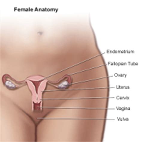 Images photos vector graphics illustrations videos. Anatomy of the Female Pelvic Area | Children's Hospital of ...