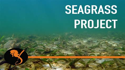 Yet, seagrass meadows are often overlooked and underappreciated. The Seagrass Project - YouTube