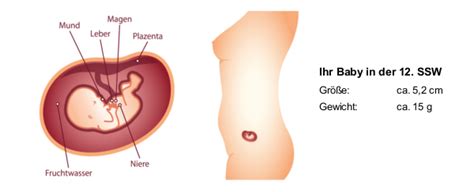 Es fühlt sich auch so an als hätte ich einen leichten muskelkater. 12. SSW (Schwangerschaftswoche): Mutter, Bauch & Baby in ...