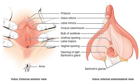 This diagram also indicates the ovaries, uterus, and cervix. Anatomy and Physiology of the Female Reproductive System ...