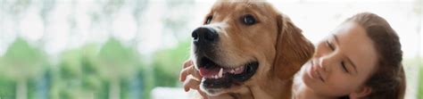 Svenska kennelklubben är kritiska till det de anser är skenande veterinärpriser. Månadens ras - hälleforshund | Svenska Kennelklubben
