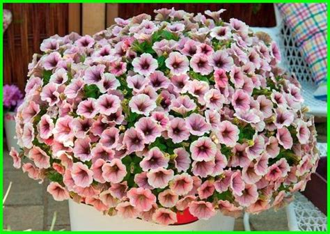 Aster biasanya diberikan kepada seseorang untuk menunjukkan rasa suka. 10 Aneka Jenis Bunga Petunia Paling Cantik - Dunia Fauna ...