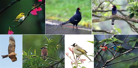 Want to discover art related to nighthawks? Birds in Taiwan: Most Seen & Heard Includes Video and ...
