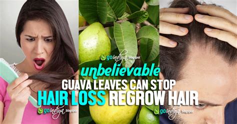 Because i've done it myself, and i've also shown hundreds of other men and women how they can coconut oil significantly reduced the protein loss associated with shampooing, ultimately leading to less hair loss and more hair growth. Unbelievable! Guava Leaves Can Stop Hair Loss - Regrow ...