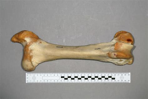 Bone basics and bone anatomyhave you ever seen fossil remains of dinosaur and ancient human bones in textbooks, television, or in person at a museum? femur | Cow | John Rochester | Flickr