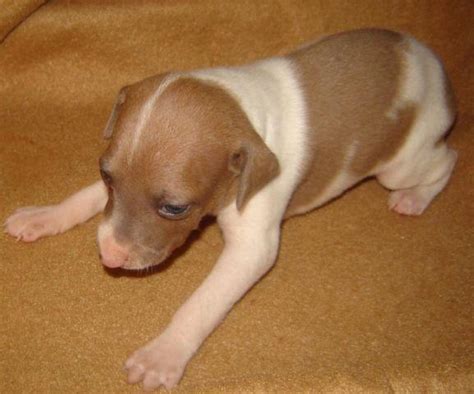 We offer healthy, quality akc italian greyhound puppies that are born in our home and raised with love. AKC Italian Greyhound female puppies for Sale in Loveland, Ohio Classified | AmericanListed.com