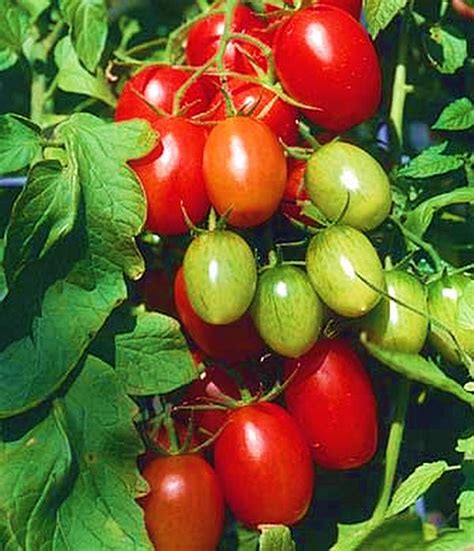 Tall, and is in no way confined to the large tomato cage it's in. Tomato Juliet Seed - My Plant Warehouse - Indoor Plants Warehouse