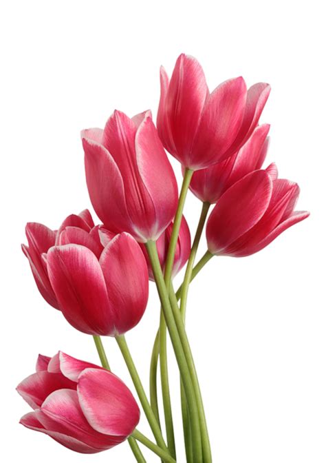 Download lebih dari 20 gambar bunga png tanpa background untuk mempercantik desain anda desaintasik.com | gratis download gambar bunga atau flower vintage frame format png atau. Terkeren 23+ Gambar Gambar Bunga Lily - Gambar Bunga Indah