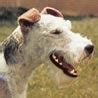 Mittelgroße Hunderassen mit Bild - Hunde - hundund.de