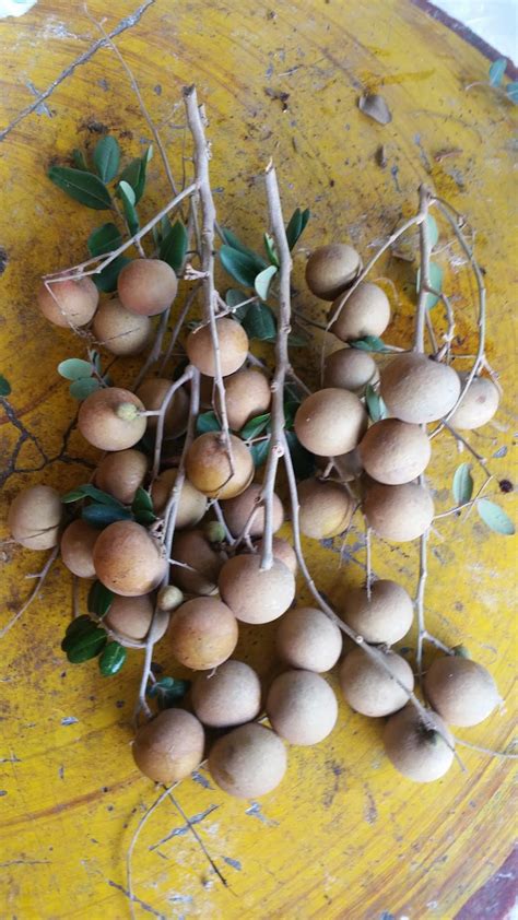 Hồ chí minh, việt nam. Warisan Petani: Tuaian Buah Longan Ping Pong