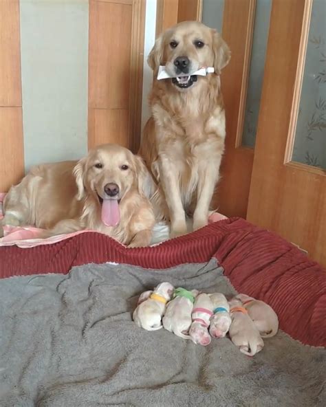 If you're thinking about getting a golden retriever puppy we recommend picking up a copy of puppies for dummies. Golden Retriever Parents Adorably Watch Over Their 7 ...