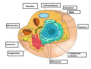 This control center runs the show, instructing the cell to carry out basic functions, such as. Prokaryotic vs Eukaryoytic - cells cells cells