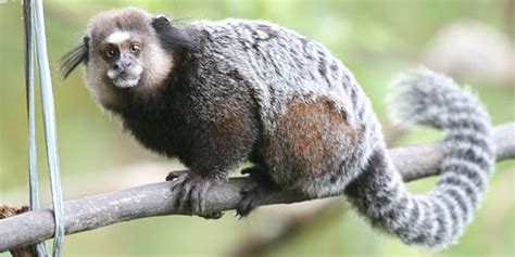 Jun 16, 2021 · tufão, como foi identificado, era da raça fila brasileiro e estava em um local de difícil acesso em águas claras, distrito de mariana. CVQT | Alimentação dos Saguis: Convívio & Saúde