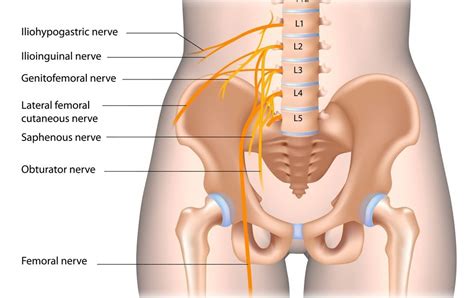 In women, various reproductive organs located in the pelvis may lead to lower right back pain. What Organs Are In Lower Back Area - Causes For Back Pain ...