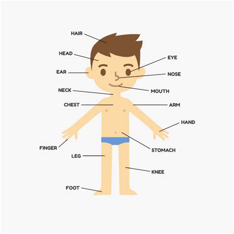 Parts of a computer with their. Body Parts Png - Human Body Kids , Free Transparent ...