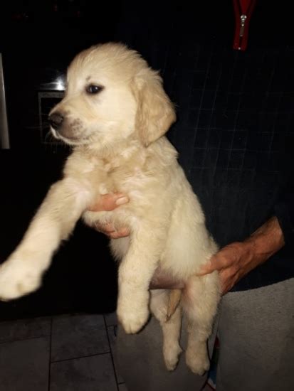 The last thing you need to do is find a name for your new puppy. New Jersey Golden retriever puppies 702_690_4725 : Pets ...