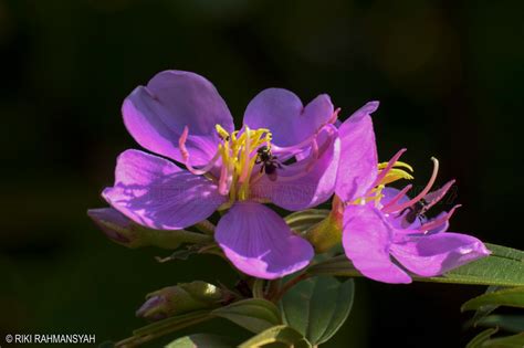 Maybe you would like to learn more about one of these? Dedughuk / Senduduk (Melastoma malabathricum L)