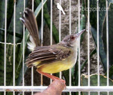 Burung pengicau ini termasuk dalam anggota cisticolidae walau dibeberapa buku masih dalam anggota sylviidae. HARGA CIBLEK SEMI YANG LEBIH MAHAL DARI CIBLEK KRISTAL ...