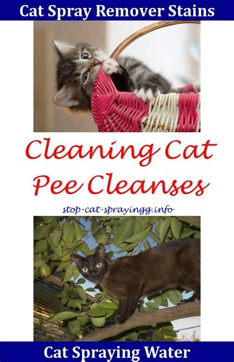 Then we spied a neighbouring tom cat spraying the fence and ground right outside our cat flap one is to really clean around the cat flap, as toms come back to spray where they have sprayed before. Male Cat Marking Cat Spraying Smell Pet Urine,how do you ...