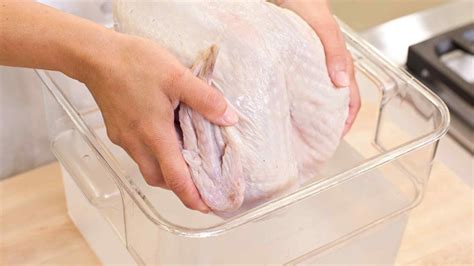 Banyak pilihan murai batu ekor panjang mulai dari trotol sampai dewasa di peternakan pitoeng 21. 5 Tips Untuk Mengenal Pasti Jenis Ayam Yang Disuntik ...