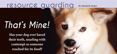 I am not sure how to teach my dog not to guard things from other dogs. Resource Guarding