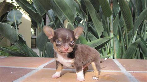 See more of dogs & puppies for adoption in nj on facebook. Chihuahua Puppies For Adoption In Nj | PETSIDI