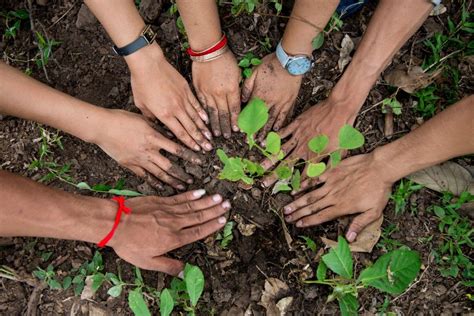 H & s hardware solutions. Plant yet more Trees in Shah Alam - Clean Malaysia