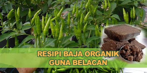 Apabila pokok cili yang ditanam di rumahnya berbuah lebat. Belajar cara buat baja belacan untuk pokok cili agar hasil ...