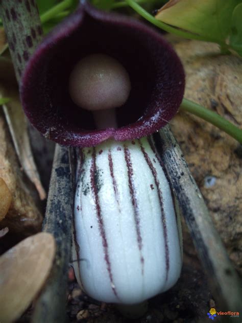 Climate, zone, growth speed, water, light, planting season & colors. Photo : Arisarum vulgare