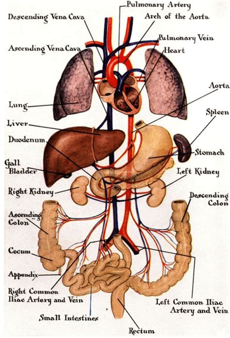 From wikimedia commons, the free media repository. Body Organ Location Picture . Body Organ Location Picture Human Anatomy Human Organ Anatomy Hi ...