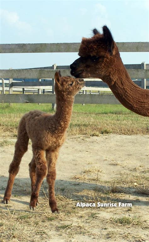 Vivienne is kind and thoughtful and runs a very nice tour. HUACAYA ALPACAS. Alpaca Sunrise Farm is a full-service ...