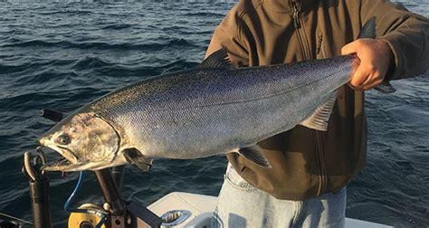 The department of natural resources has released the newest edition of their fishing guide. Ludington Fishing Report | Coastal Angler & The Angler Magazine