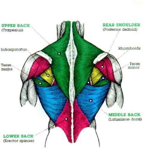 Muscles of the back are divided into superficial, intermediate, and deep muscles, superficial muscles are associated with muscles names can actually be used as a short cut to learn a muscle's location, shape and it's function. The massive muscle anatomy and body building guide you ...