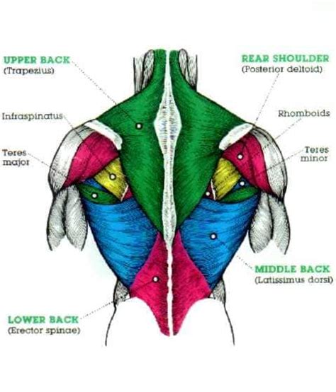 The muscles of the torso, examined in the previous chapter, include a few that attach directly into the upper arm and help move the humerus at the a muscle with the term flexor in its name is probably located on the anterior region of the lower arm, and its primary action is to flex, or bend, the hand and. The massive muscle anatomy and body building guide you always wanted! - Read Health Related ...