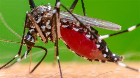 El paludismo (o malaria) es la enfermedad parasitaria más importante del mundo. El paludismo: La enfermedad de los trópicos. - MTECH