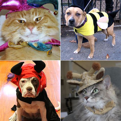 We did not find results for: Cute Animals in Halloween Costumes | POPSUGAR Pets