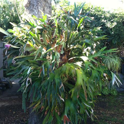 The missouri farmers association (mfa incorporated) was founded in brunswick in 1914. Pin by Renee Ciufo, San Diego Realtor on Renee's Garden ...