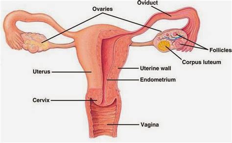 Nyatanya, perut buncit tidak selalu dialami oleh orang yang obesitas atau berat badan berlebih. Puteri Alya: 🌼 RAHIM KEMBANG