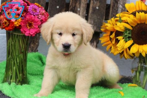 Find golden retriever puppies near you at lancaster puppies. Darling | Golden Retriever Puppy For Sale | Keystone ...